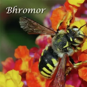 Bhromor image