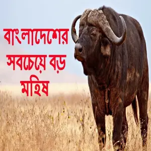 The Biggest Cow Of Bangladesh 2017 image