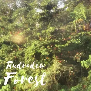 Forest image
