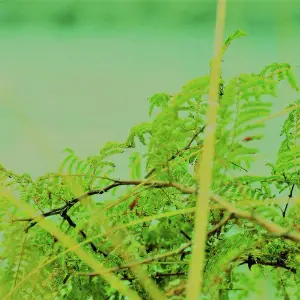 Fhungbili Somao image