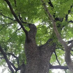 Jeans Pant Horok Katek image