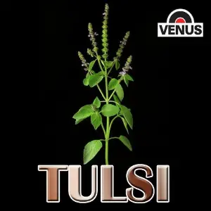Tulsi image
