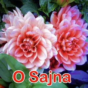 O Sajna image